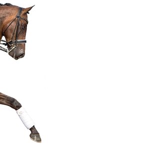 TICKET INTERNATIONAL EQUINE LAW CONGRESS